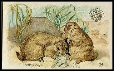 24 Prairie Dogs